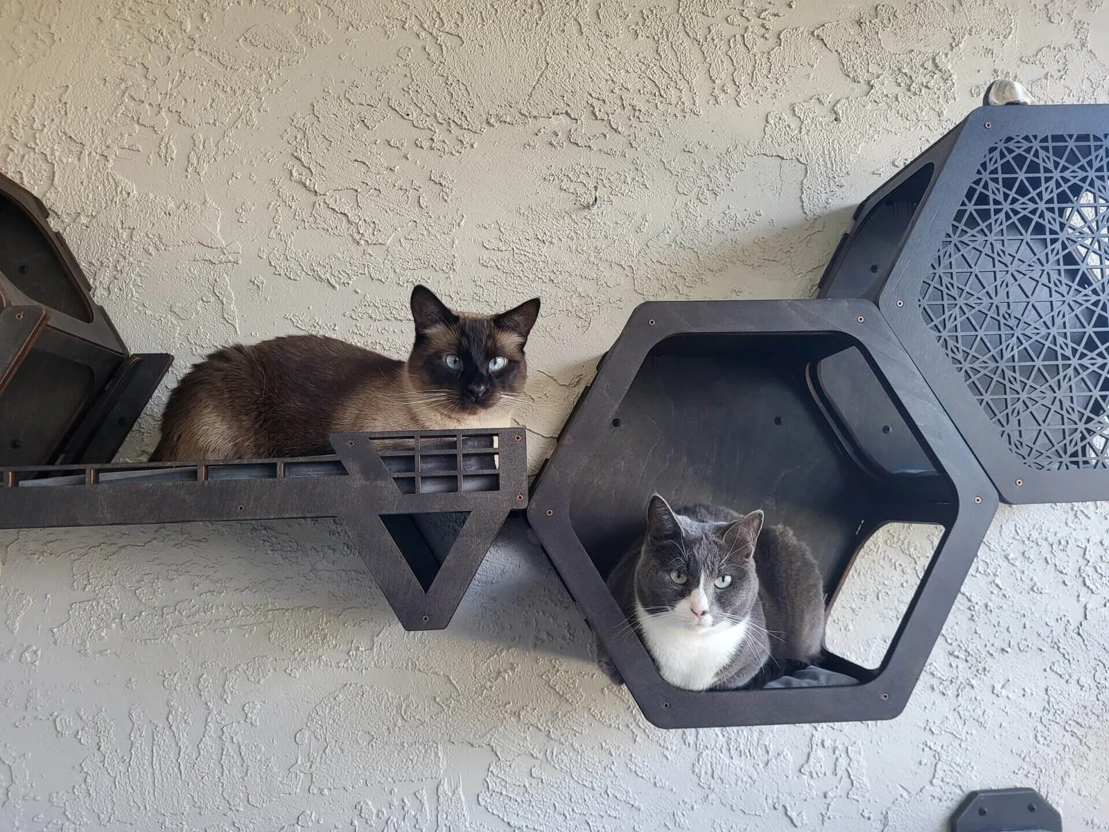 cats